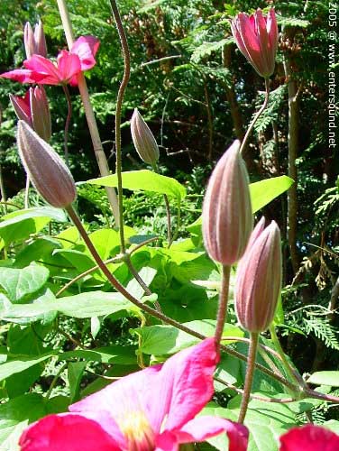 garten203