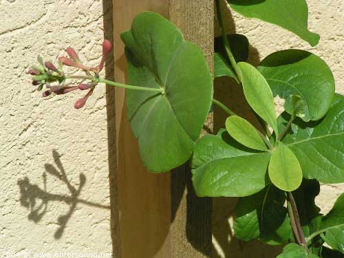 garten206