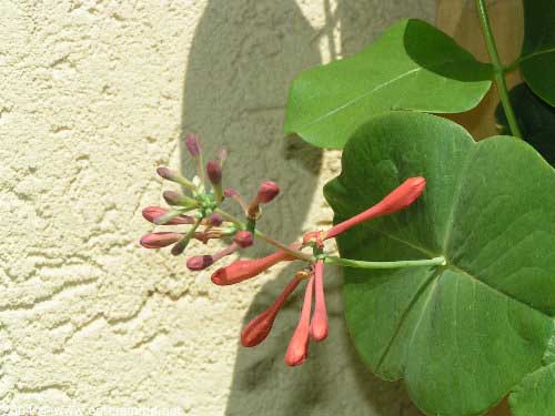garten207