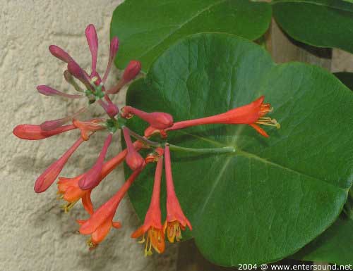 garten208