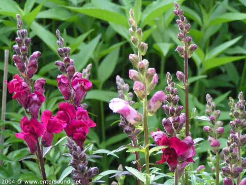 garten271