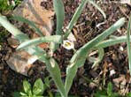 garten019