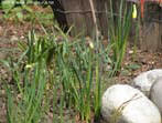 garten028