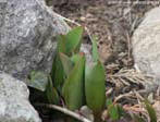 garten033