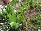garten034