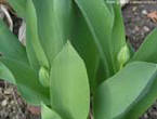 garten035
