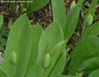 garten036