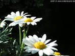 garten046