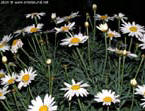 garten047