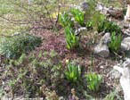 garten049