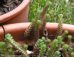 garten051
