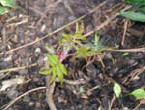 garten052