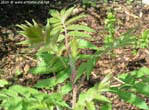 garten053