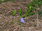 garten054