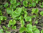 garten055