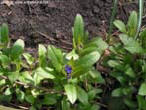 garten057