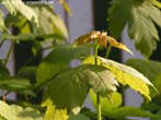 garten059