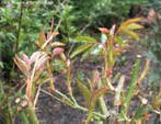 garten060