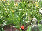 garten062