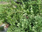 garten063