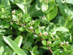 garten065