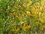 garten067