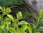 garten068