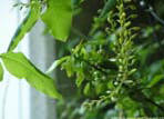 garten071