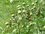garten073