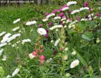 garten074