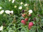 garten075