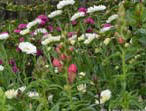 garten077