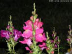 garten081