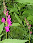 garten083