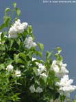 garten085