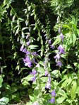 garten086
