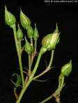 garten087