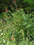 garten088