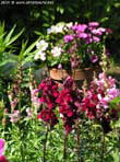 garten089