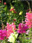 garten090