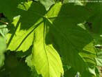 garten091