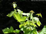 garten092
