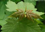 garten093
