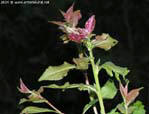 garten094