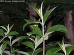 garten095