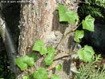 garten097