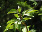 garten099
