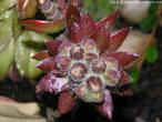 garten105