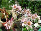 garten106