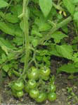 garten111